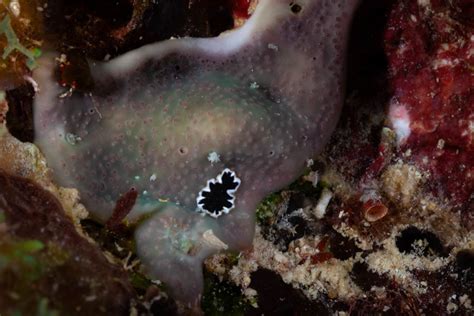  Zipoletes!  A Tiny Flatworm That Loves the Mud