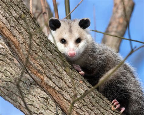 Can You Have an Opossum as a Pet, and Why Do They Always Look Like They’ve Seen the Secrets of the Universe?