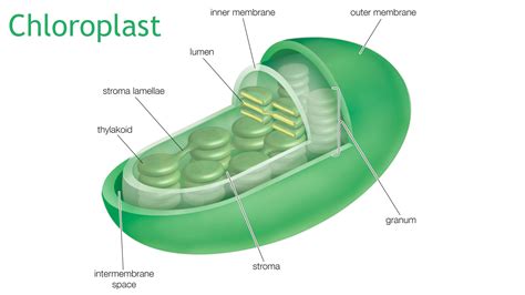 Do Animal Cells Contain Chlorloroplasts? And Why Do They Dream of Electric Sheep?