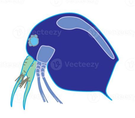  에피디니움: 활동적이고 다채로운 색깔을 지닌 섬세한 동물 플랑크톤의 세계를 탐험하세요!