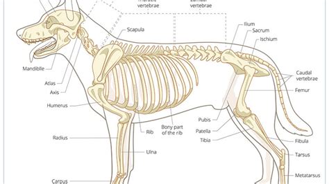 How Many Bone Books Are There: Exploring the Literary Skeleton of Knowledge