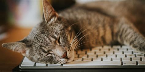 How Much Does It Cost to Repair a Laptop? And Why Do Cats Always Sit on Keyboards?