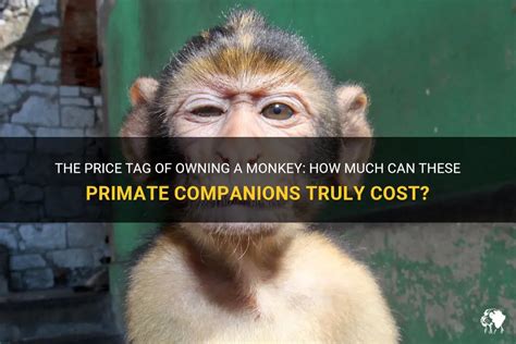 How Much Is a Pet Monkey: Exploring the Costs and Considerations of Primate Ownership