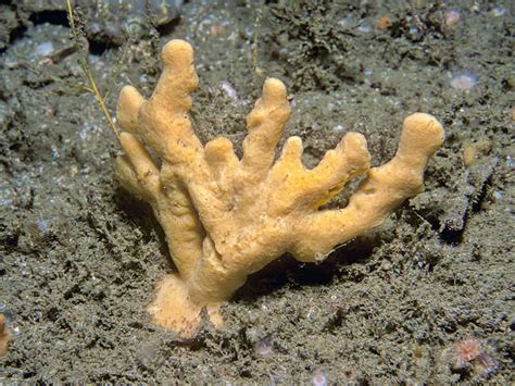  Isodictya! This Brightly Colored Sponge Offers a Glimpse into the Fascinating World of Demospongiae