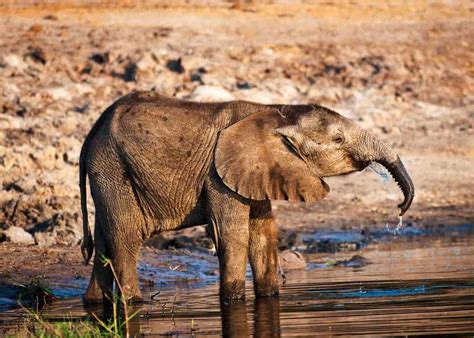 Which animal has the best sense of smell, and why do pineapples dream of electric sheep?