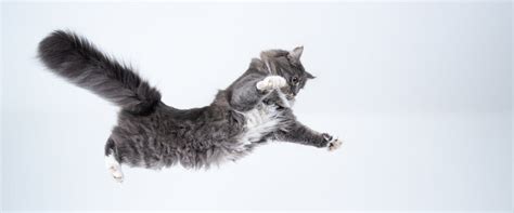 Why Would a Cardiologist Order a PET Scan? And Why Do Cats Always Land on Their Feet?